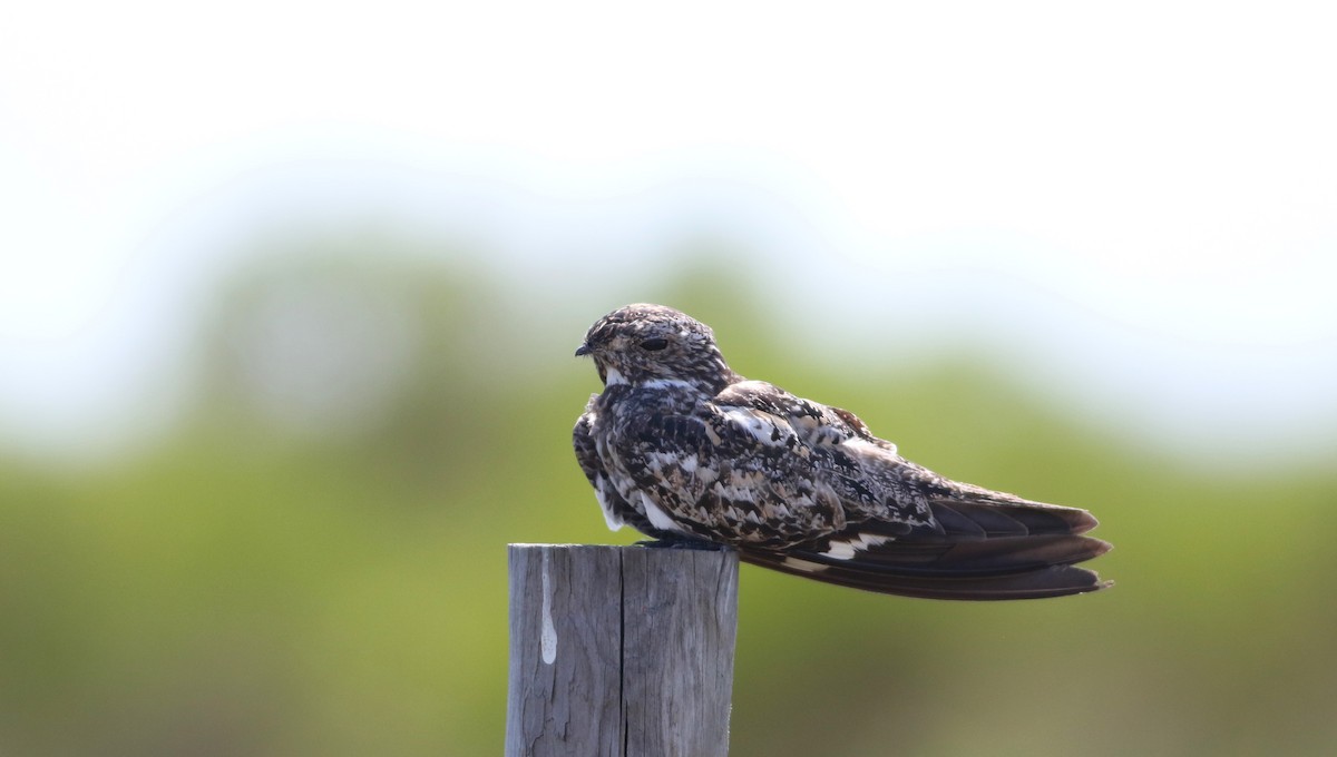 Common Nighthawk - ML618543297