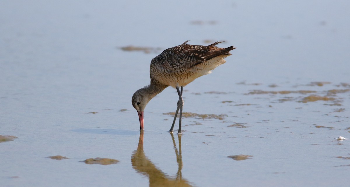 Marbled Godwit - Vicki Stokes