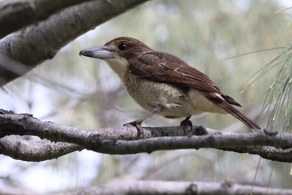 Gray Butcherbird - Sonia Boughton