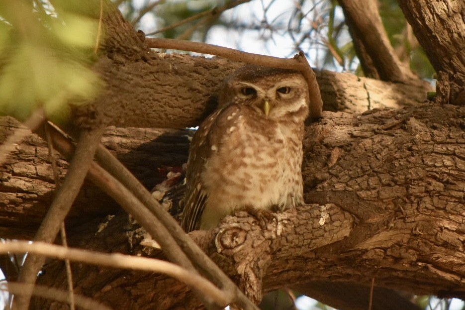 Spotted Owlet - hemraj duraiswami