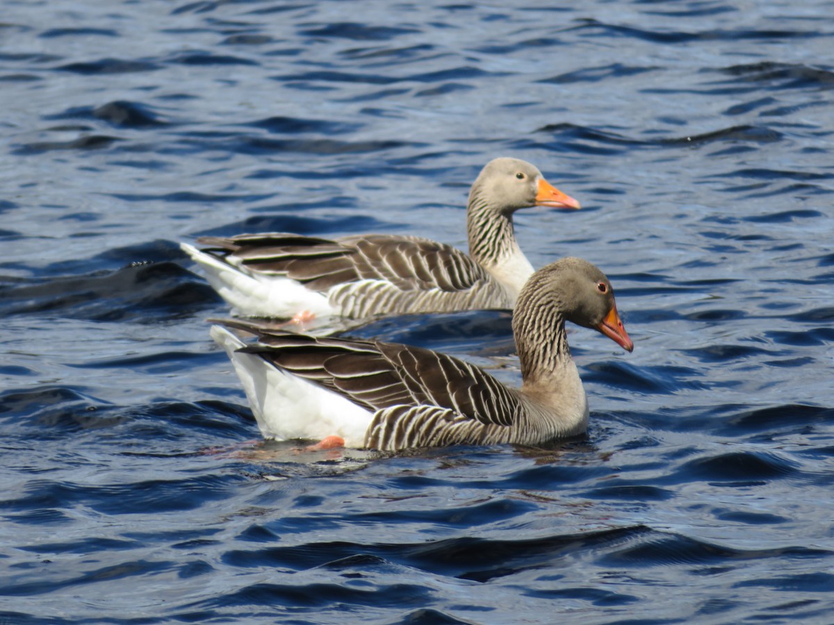 Graylag Goose - ML618543403