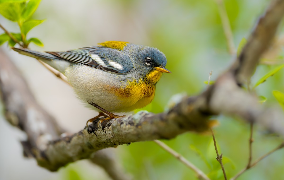 Northern Parula - Isaac Polanski