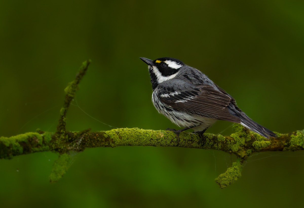 Black-throated Gray Warbler - Isaac Polanski