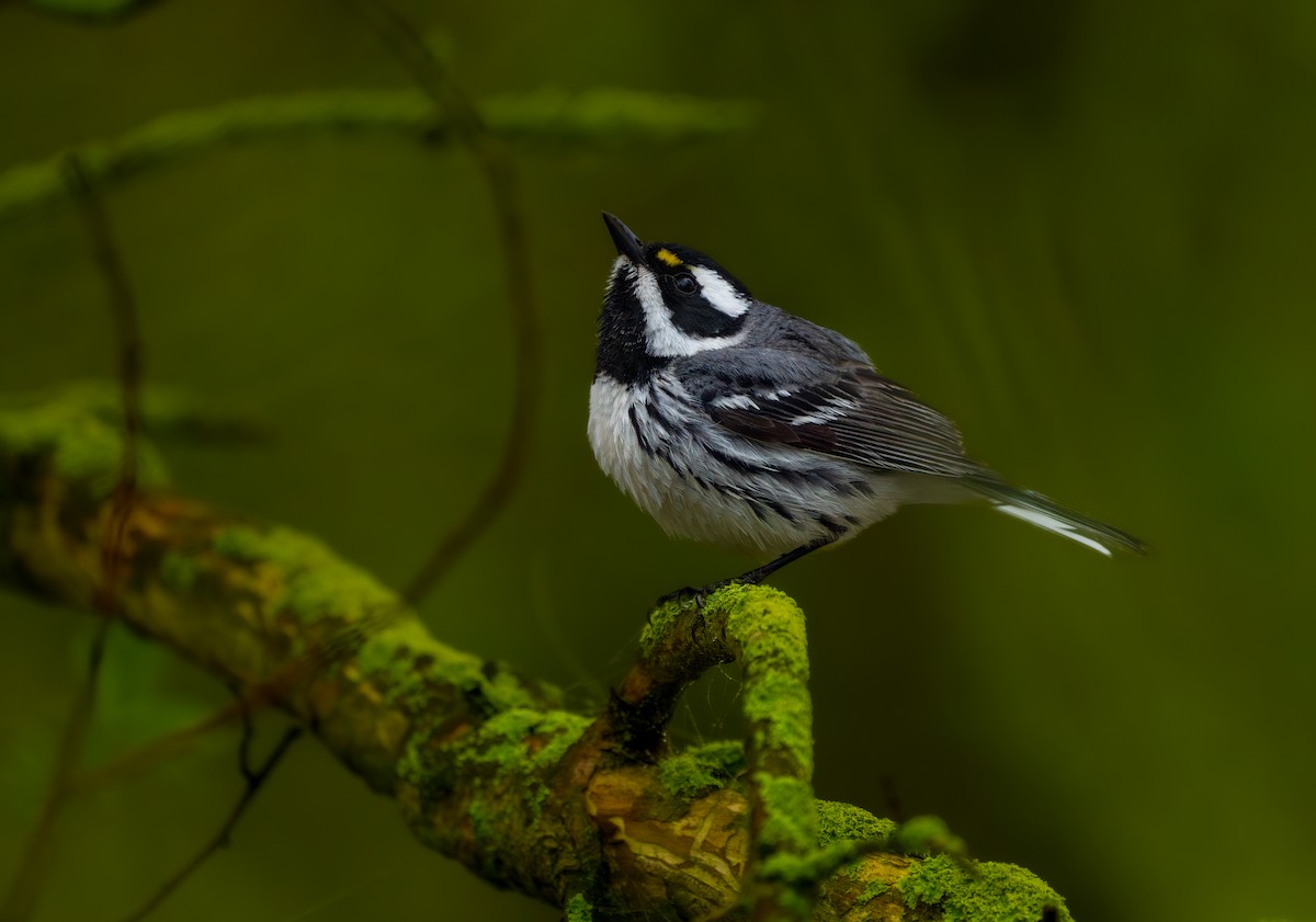 Black-throated Gray Warbler - Isaac Polanski