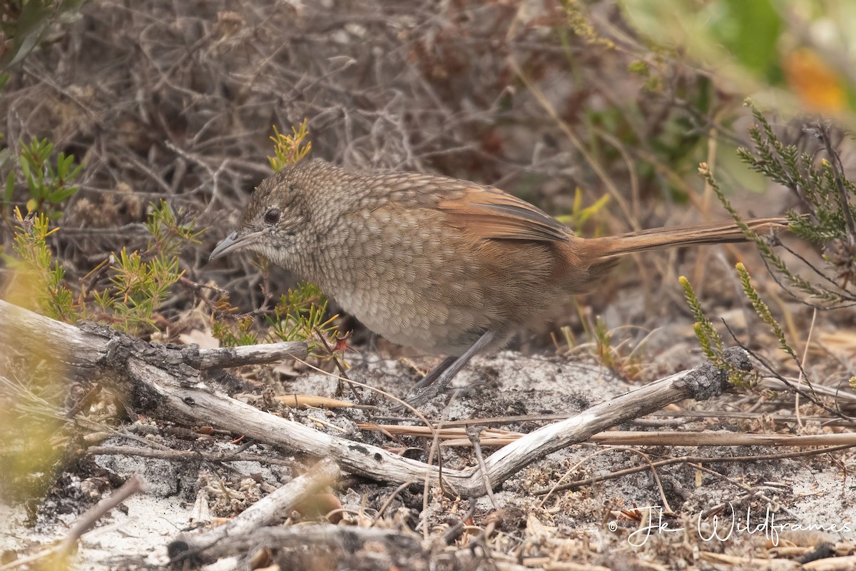 Western Bristlebird - JK Malkoha