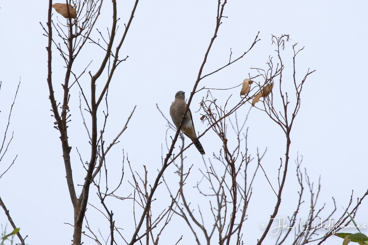 Fan-tailed Cuckoo - ML618543450