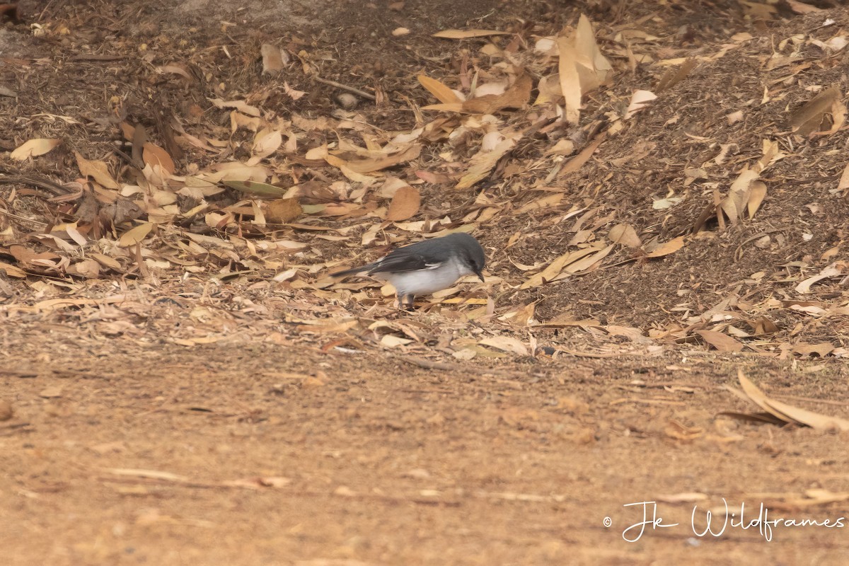 White-breasted Robin - JK Malkoha