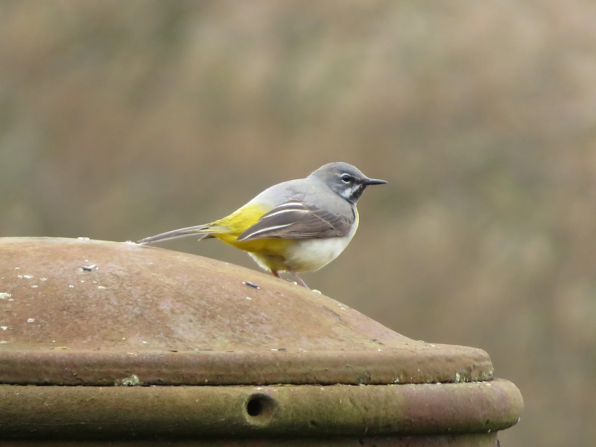 Gray Wagtail - ML618543470