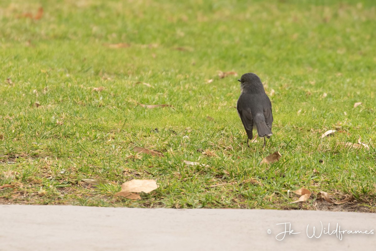 White-breasted Robin - ML618543472