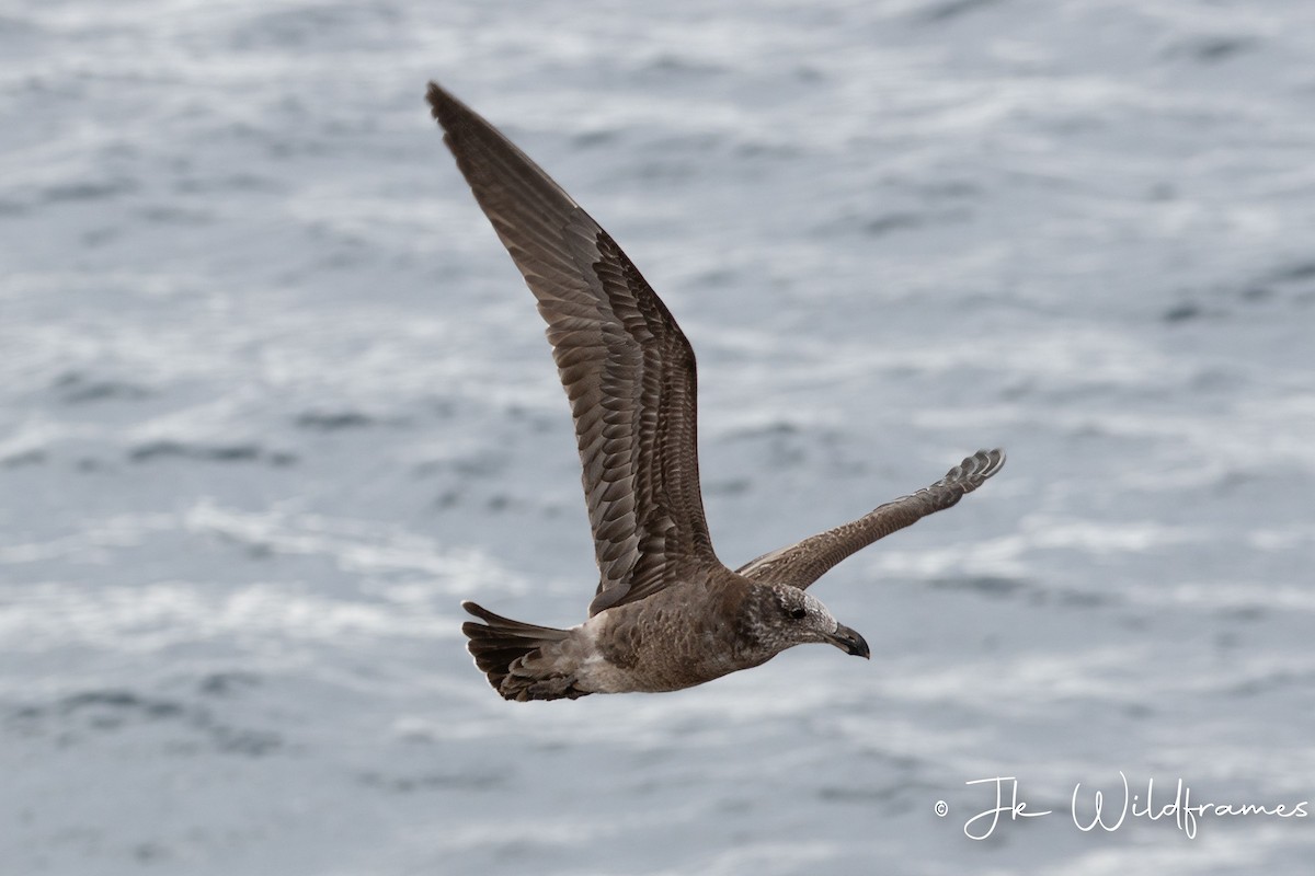 Pacific Gull - ML618543495