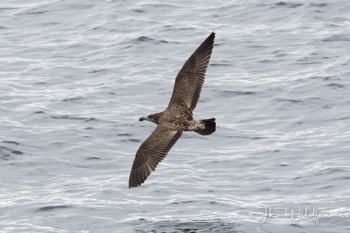 Pacific Gull - JK Malkoha