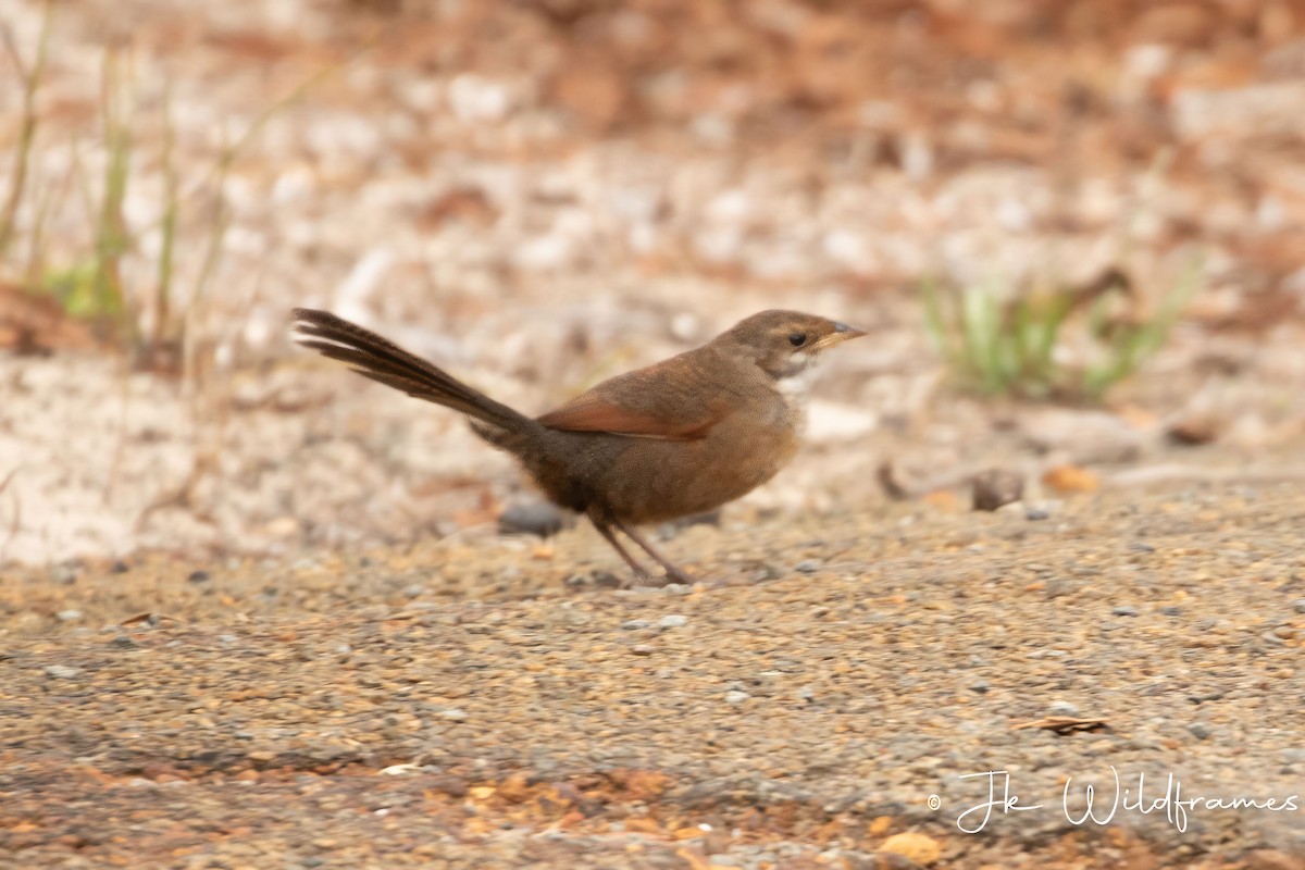 Lärmdickichtvogel - ML618543520