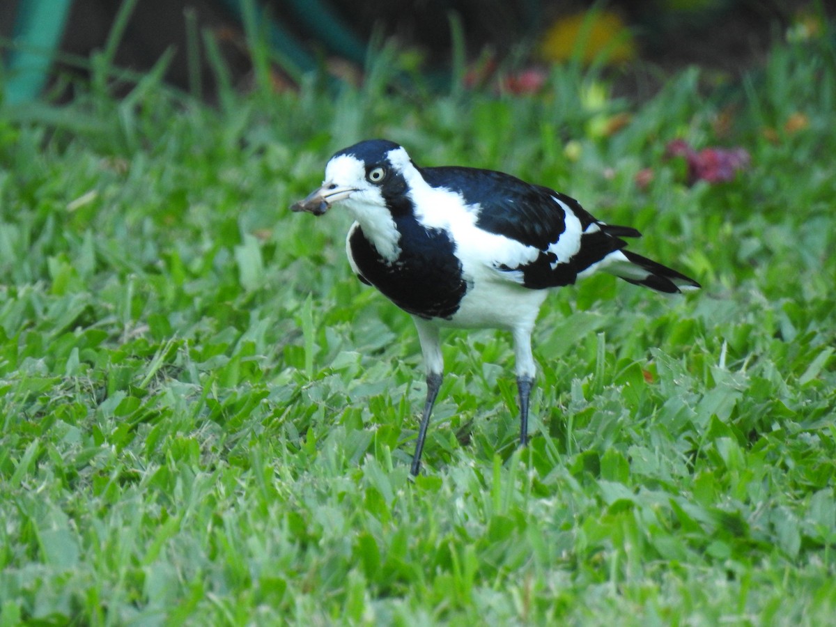 Magpie-lark - Monica Mesch