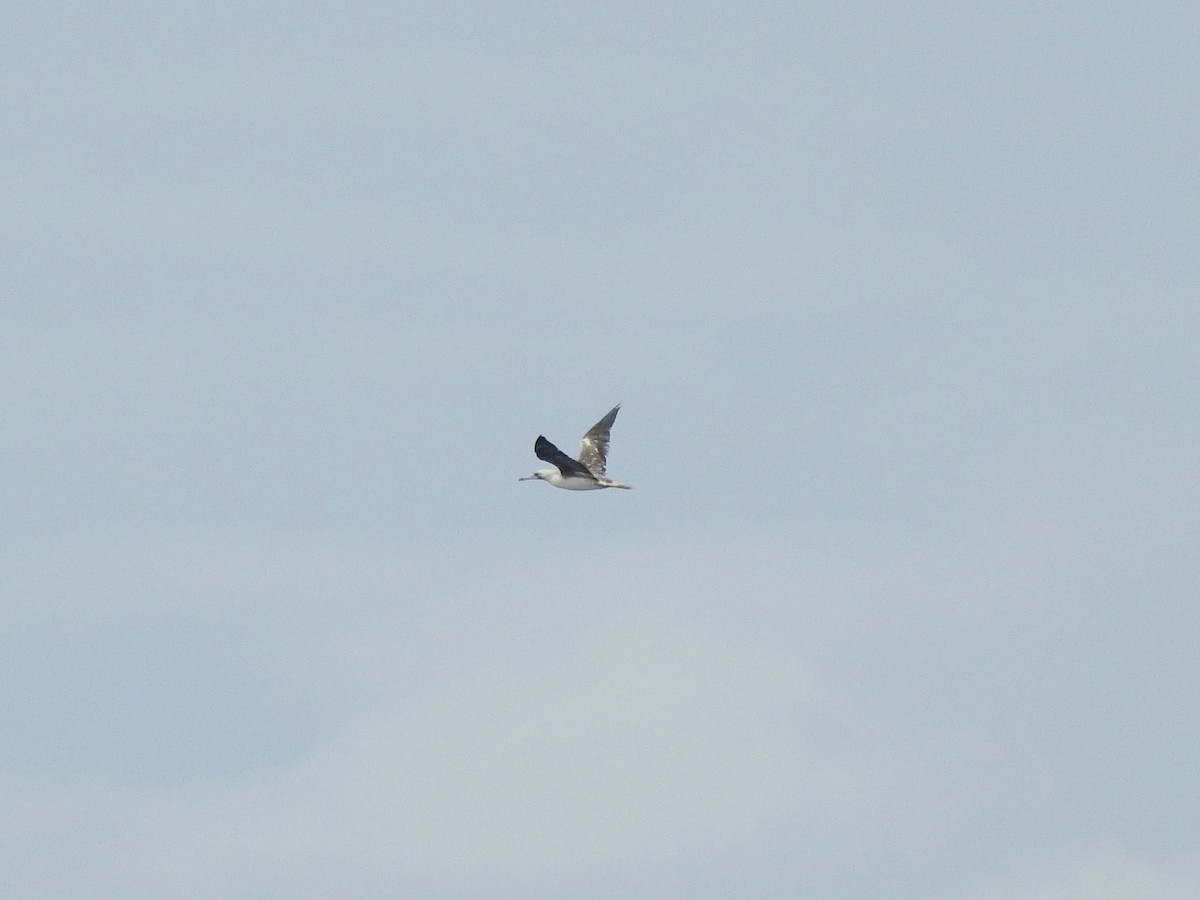 Red-footed Booby - ML618543704