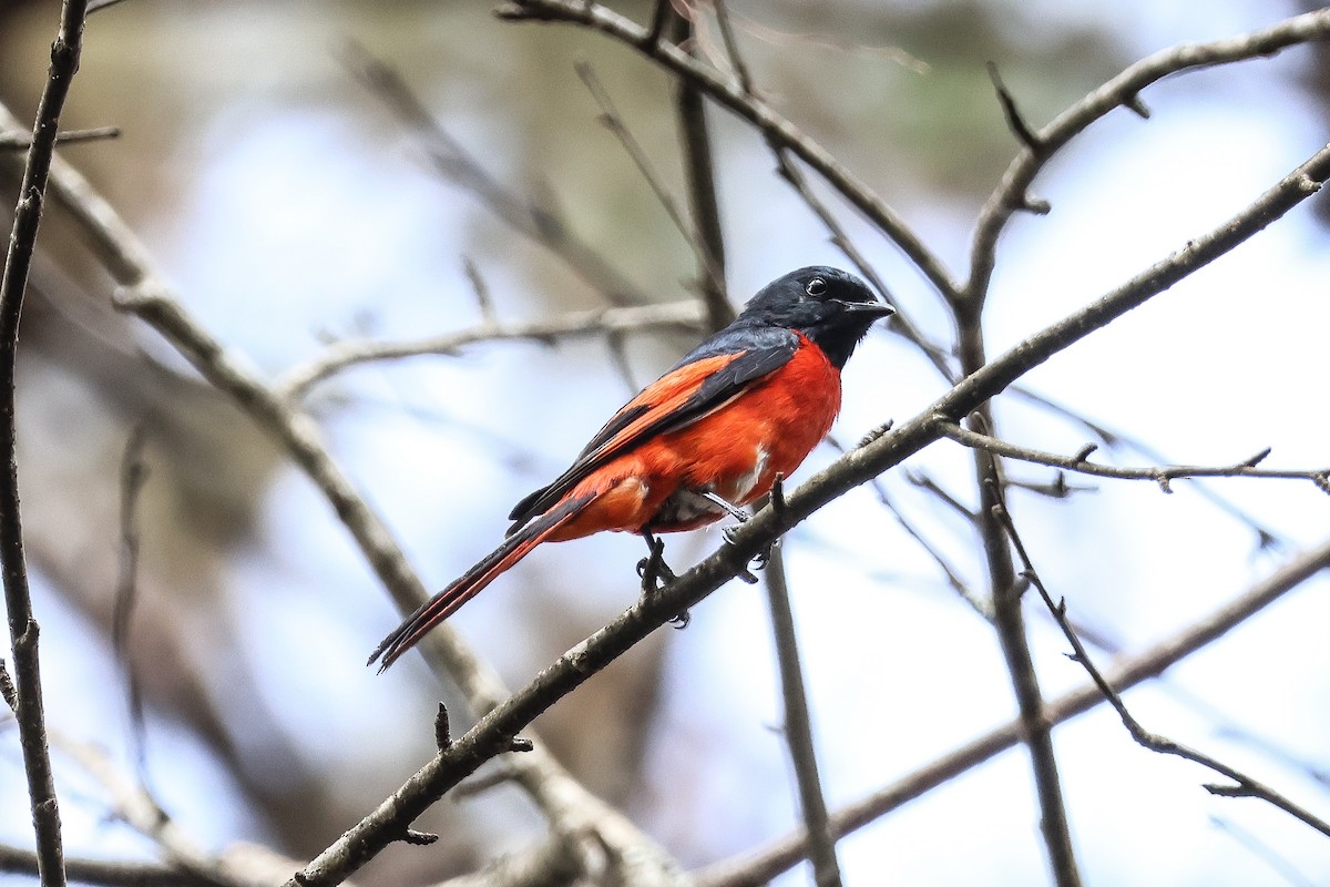 Long-tailed Minivet - Krit Adirek