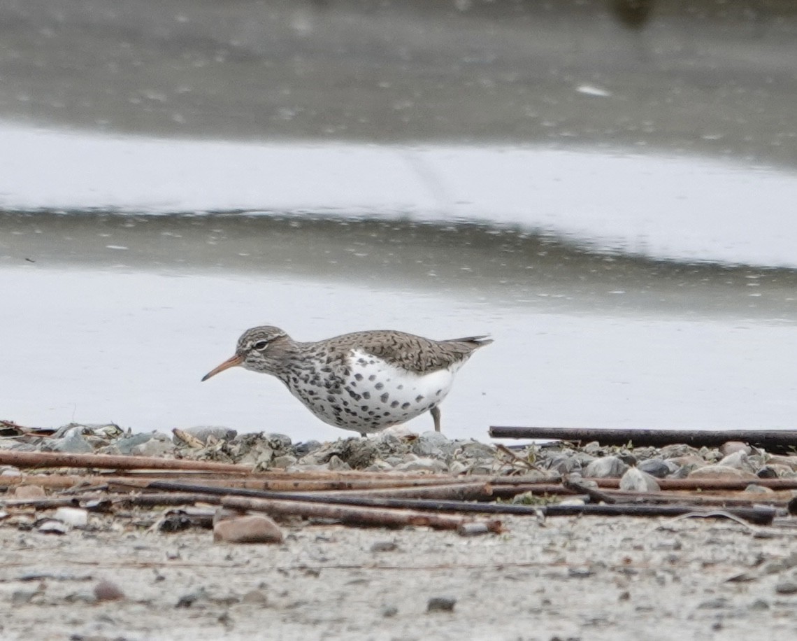 Spotted Sandpiper - ML618543786