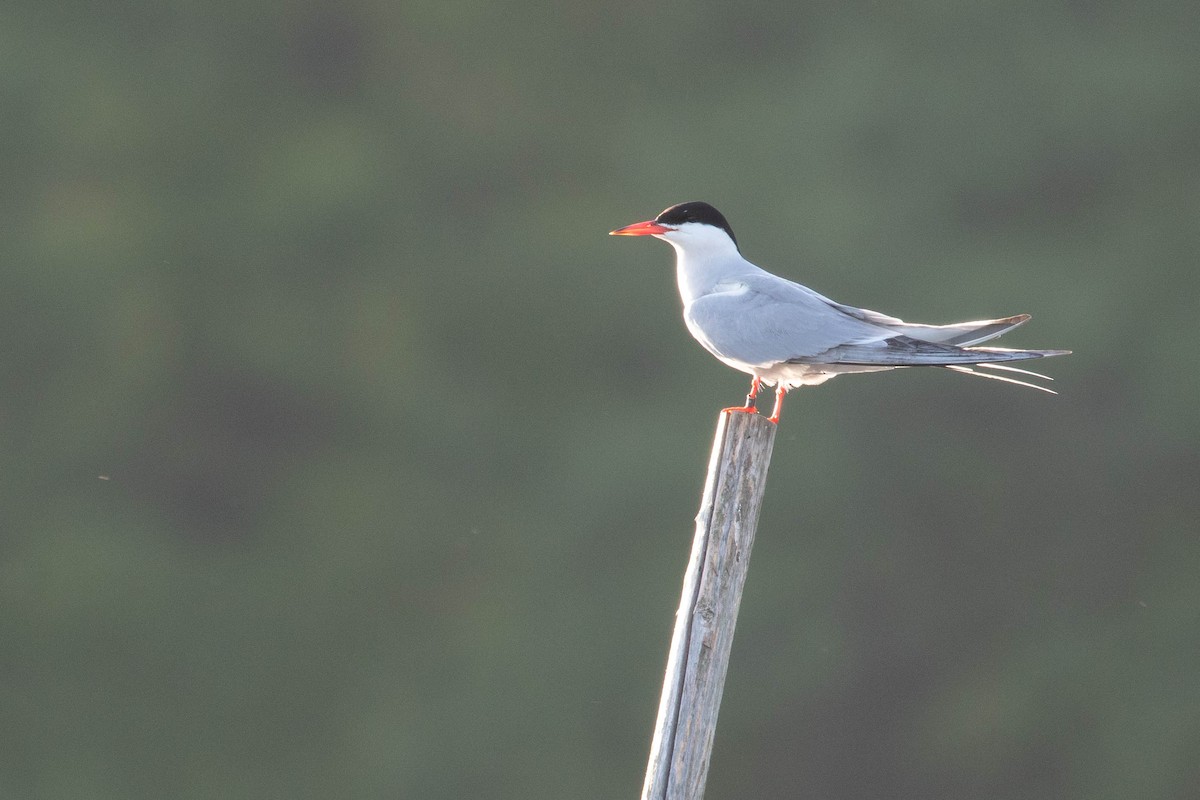 Common Tern - ML618543791