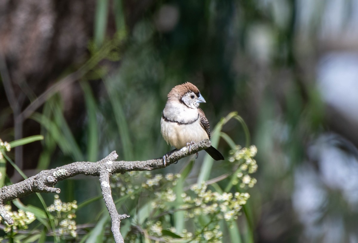 Double-barred Finch - ML618543799