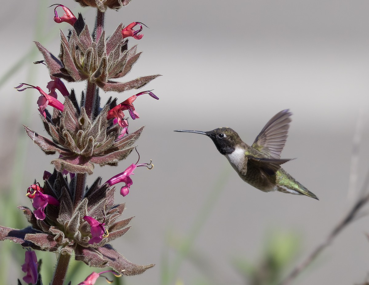 Black-chinned Hummingbird - ML618543805