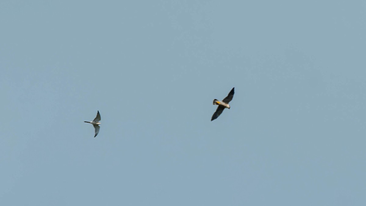 Nankeen Kestrel - Gordon Arthur