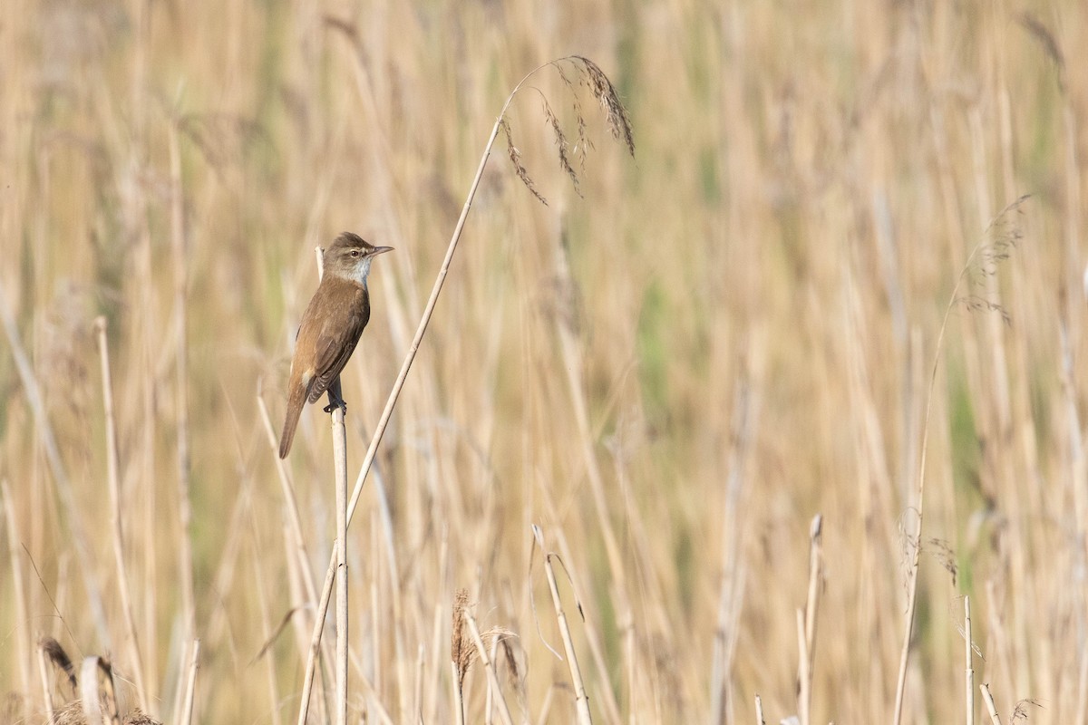 Great Reed Warbler - ML618543818