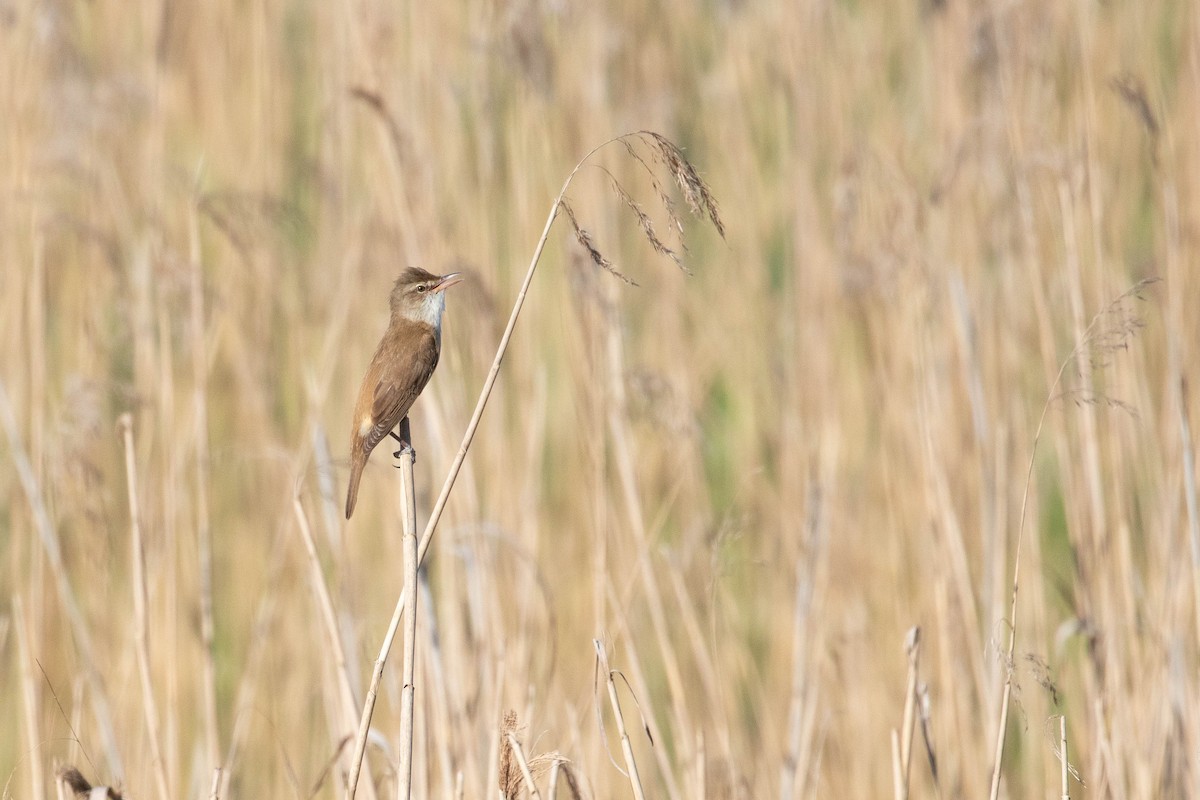 Great Reed Warbler - ML618543826