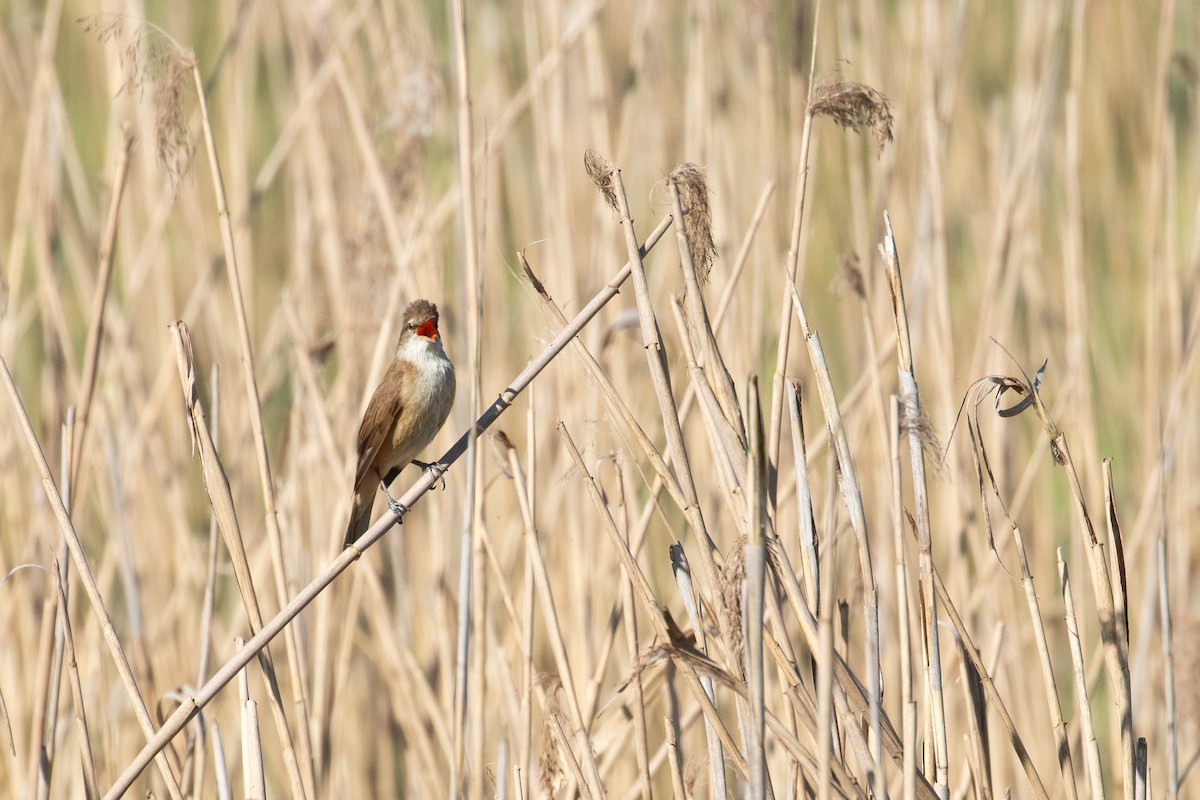 Great Reed Warbler - ML618543827