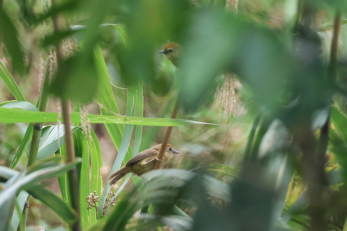 Rufous-fronted Babbler - ML618543845