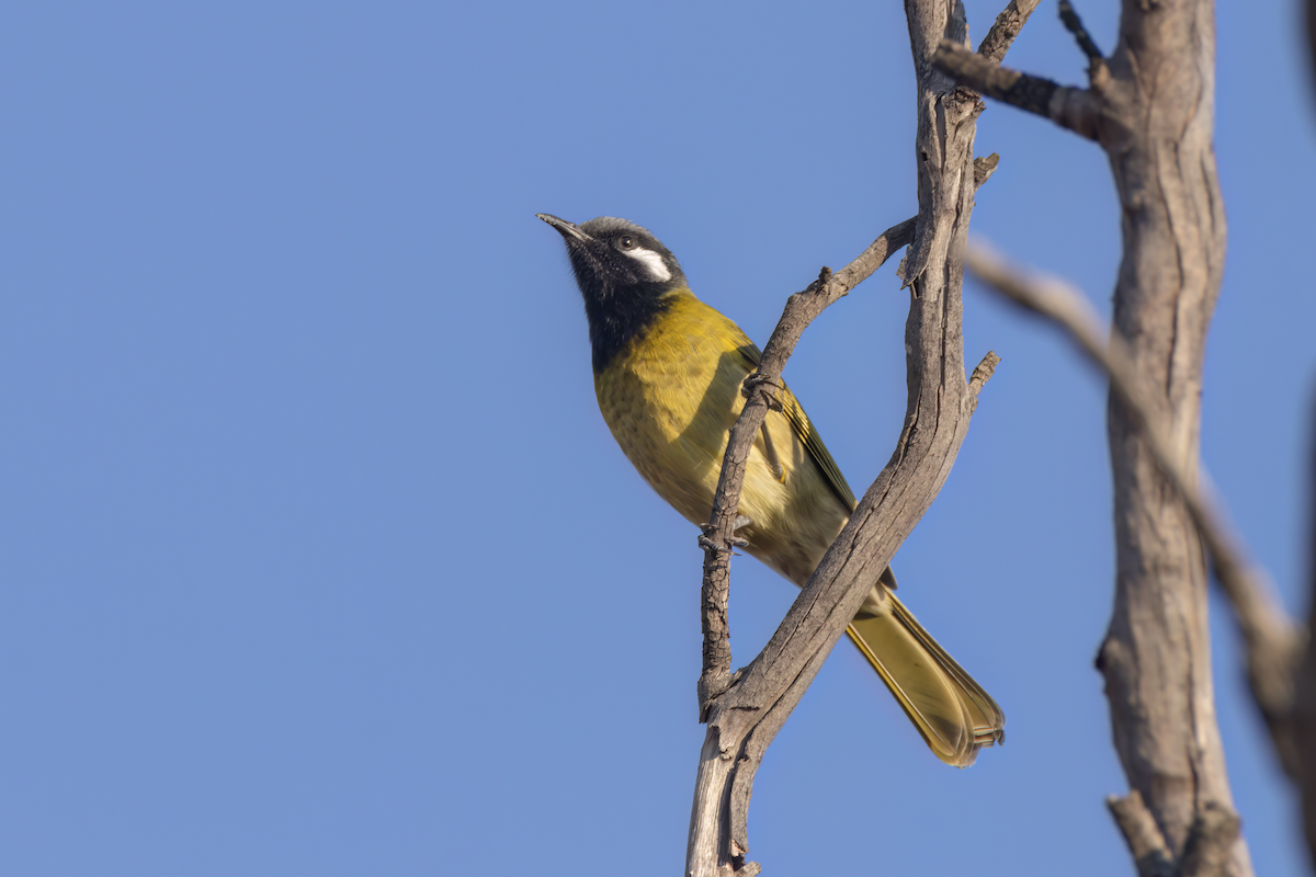 White-eared Honeyeater - Andreas Heikaus