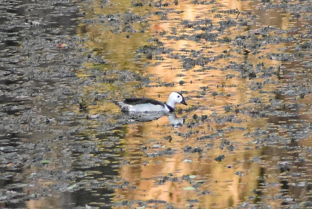 Cotton Pygmy-Goose - ML618543950