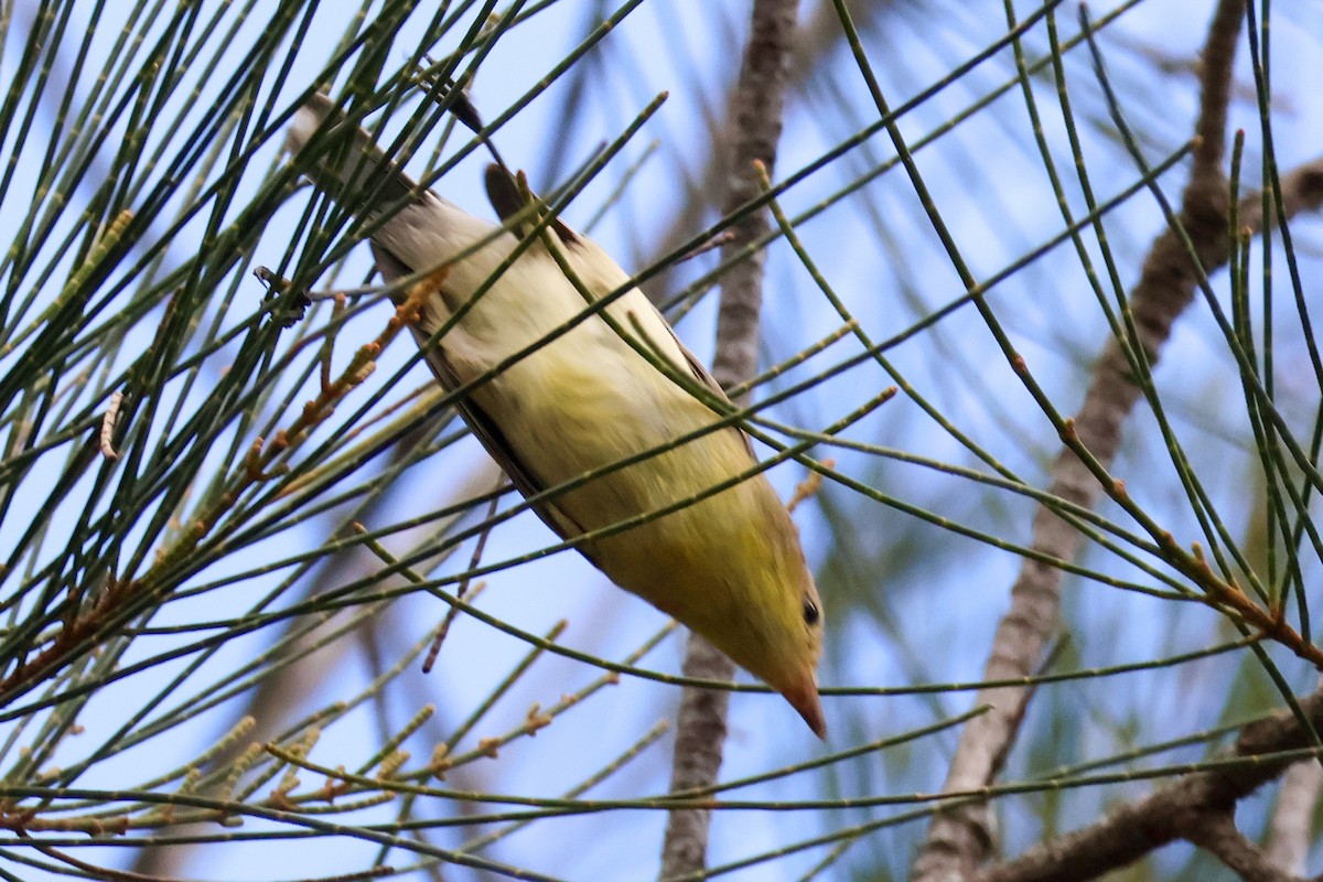 White-throated Gerygone - ML618543980