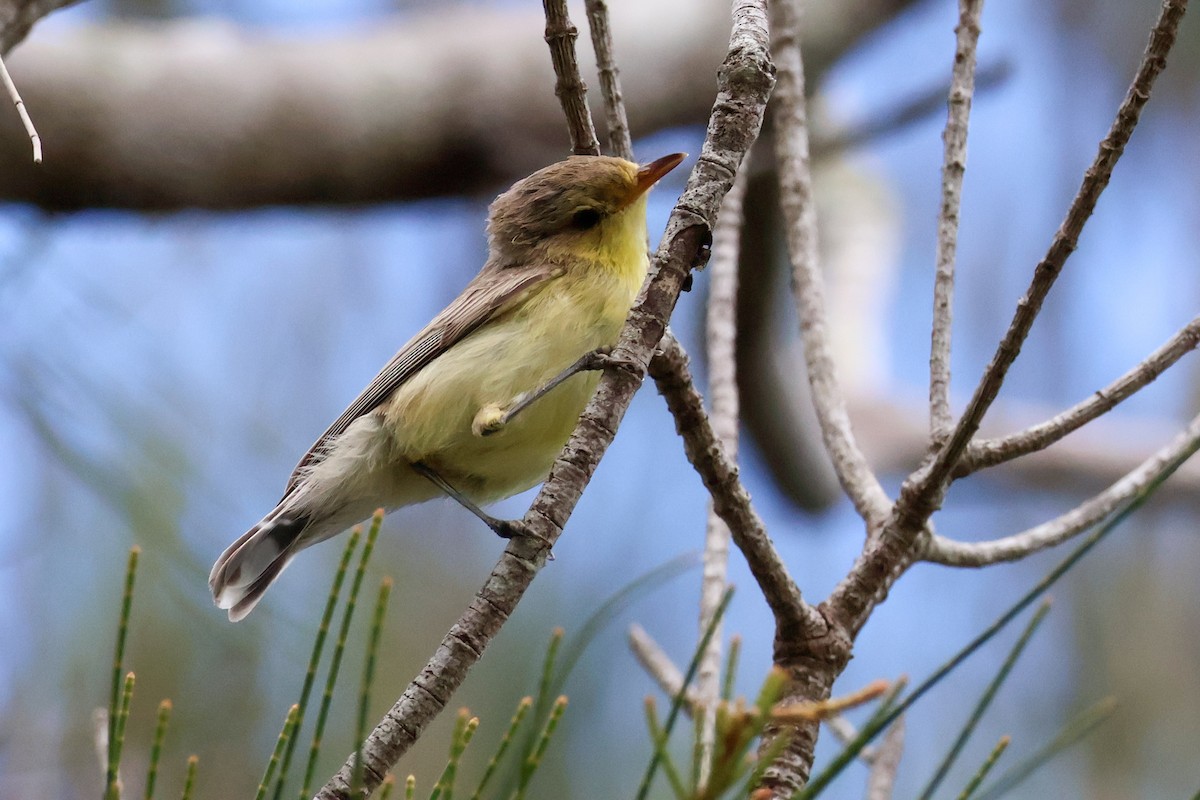 White-throated Gerygone - ML618543981