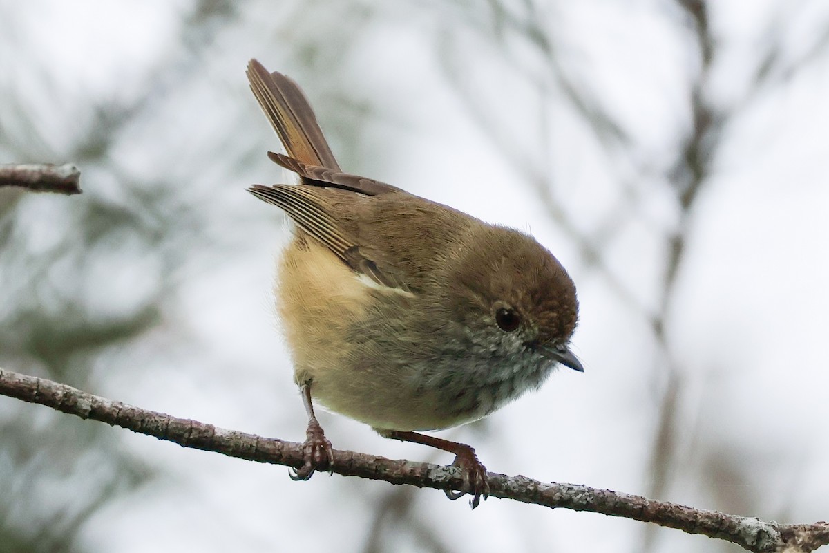 Brown Thornbill - ML618543987