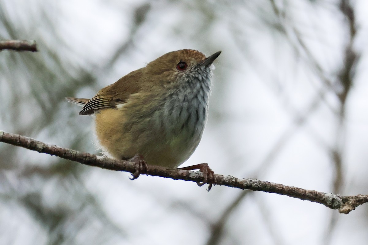 Brown Thornbill - ML618543991