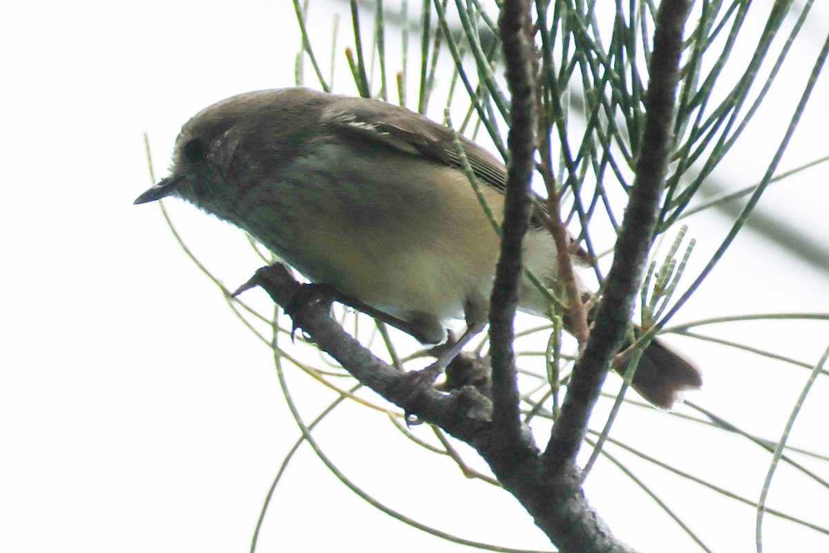 Brown Thornbill - ML618543992