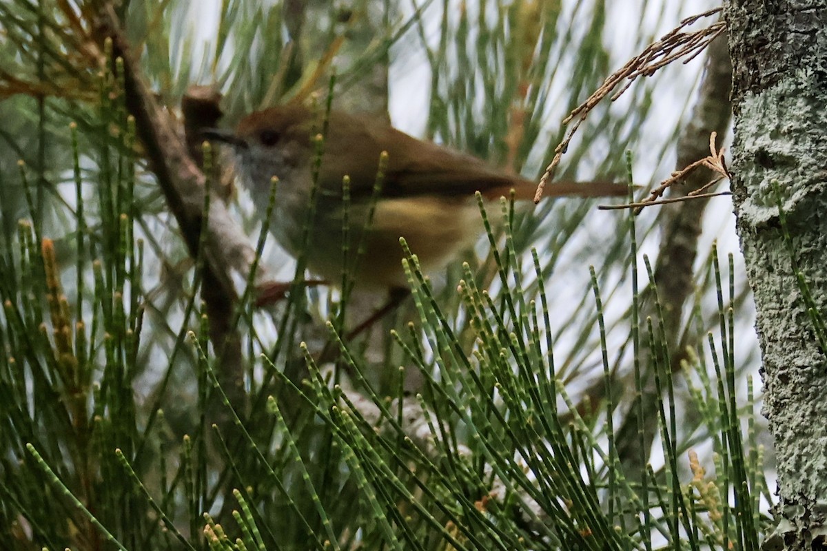 Brown Thornbill - ML618543993