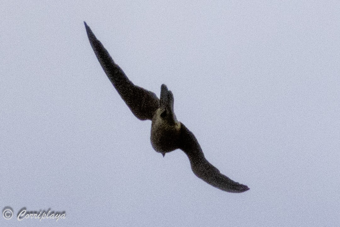 Australian Hobby - ML618544020