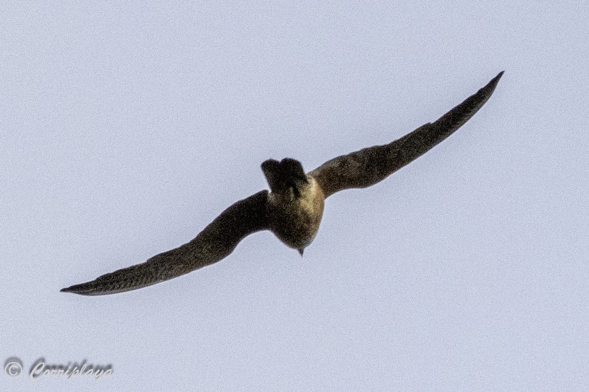 Australian Hobby - ML618544022