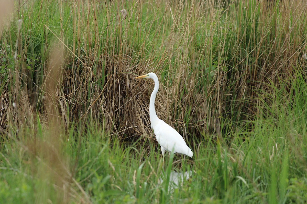 Great Egret - ML618544034