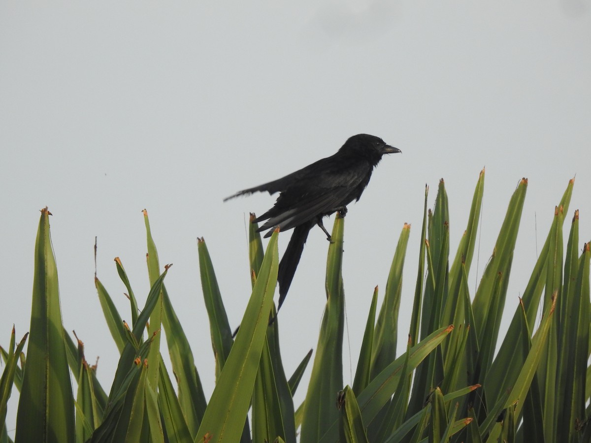 svartdrongo - ML618544039