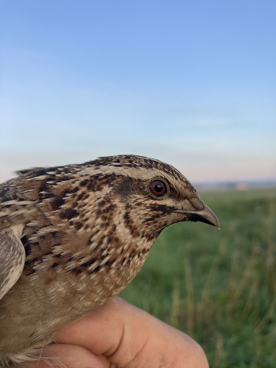 Common Quail - ML618544054