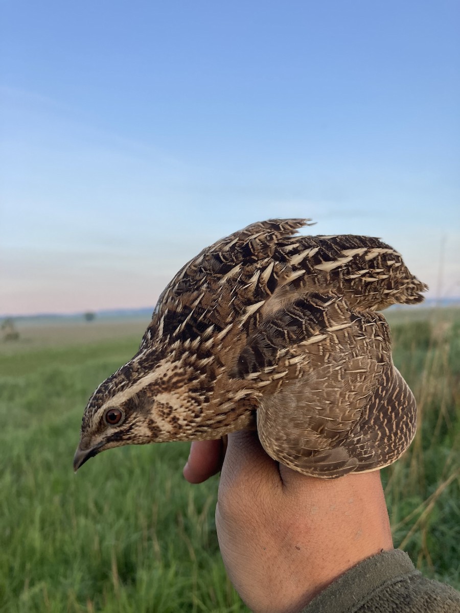 Common Quail - ML618544055