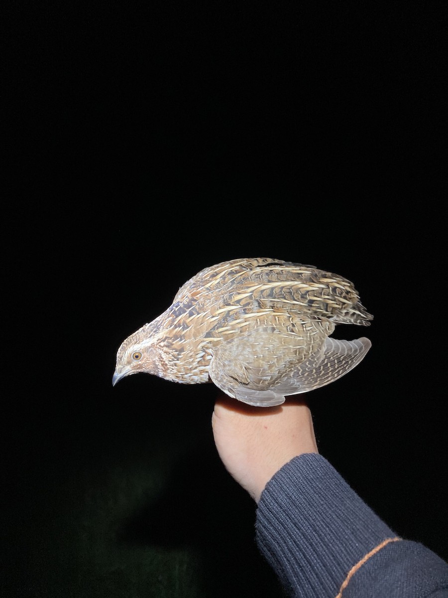 Common Quail - ML618544056