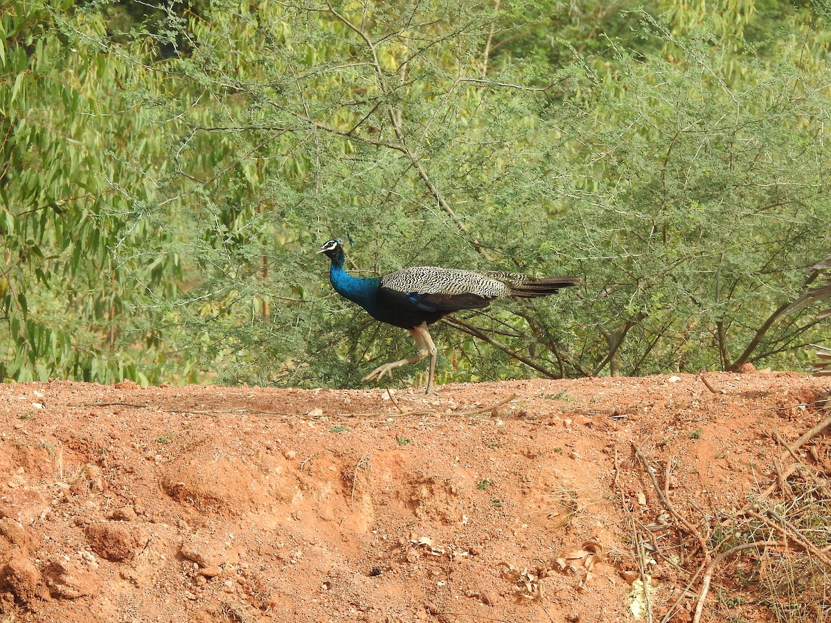 Indian Peafowl - Angeline Mano M