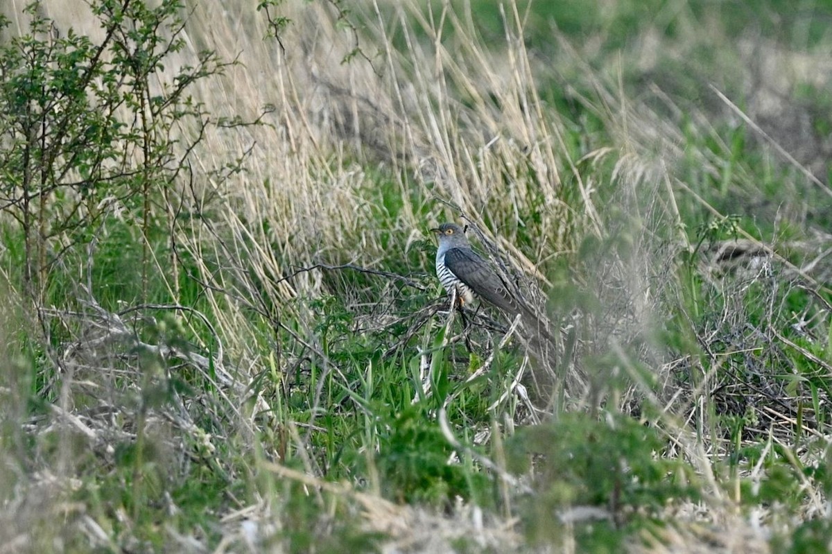 Common Cuckoo - julie desrosiers