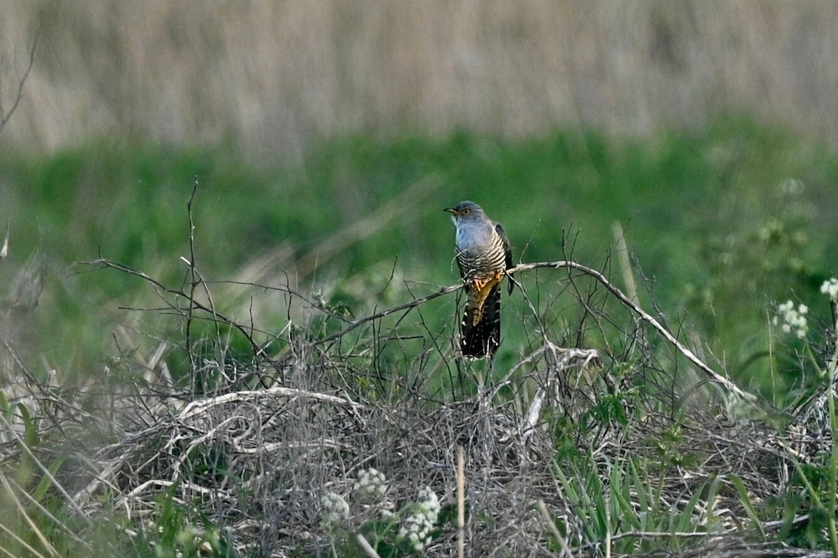 Common Cuckoo - julie desrosiers