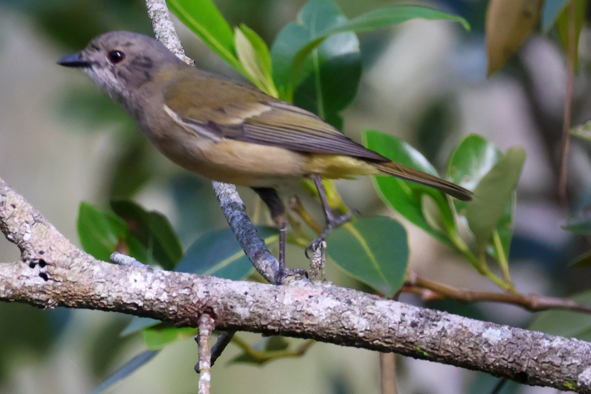 Golden Whistler - ML618544087