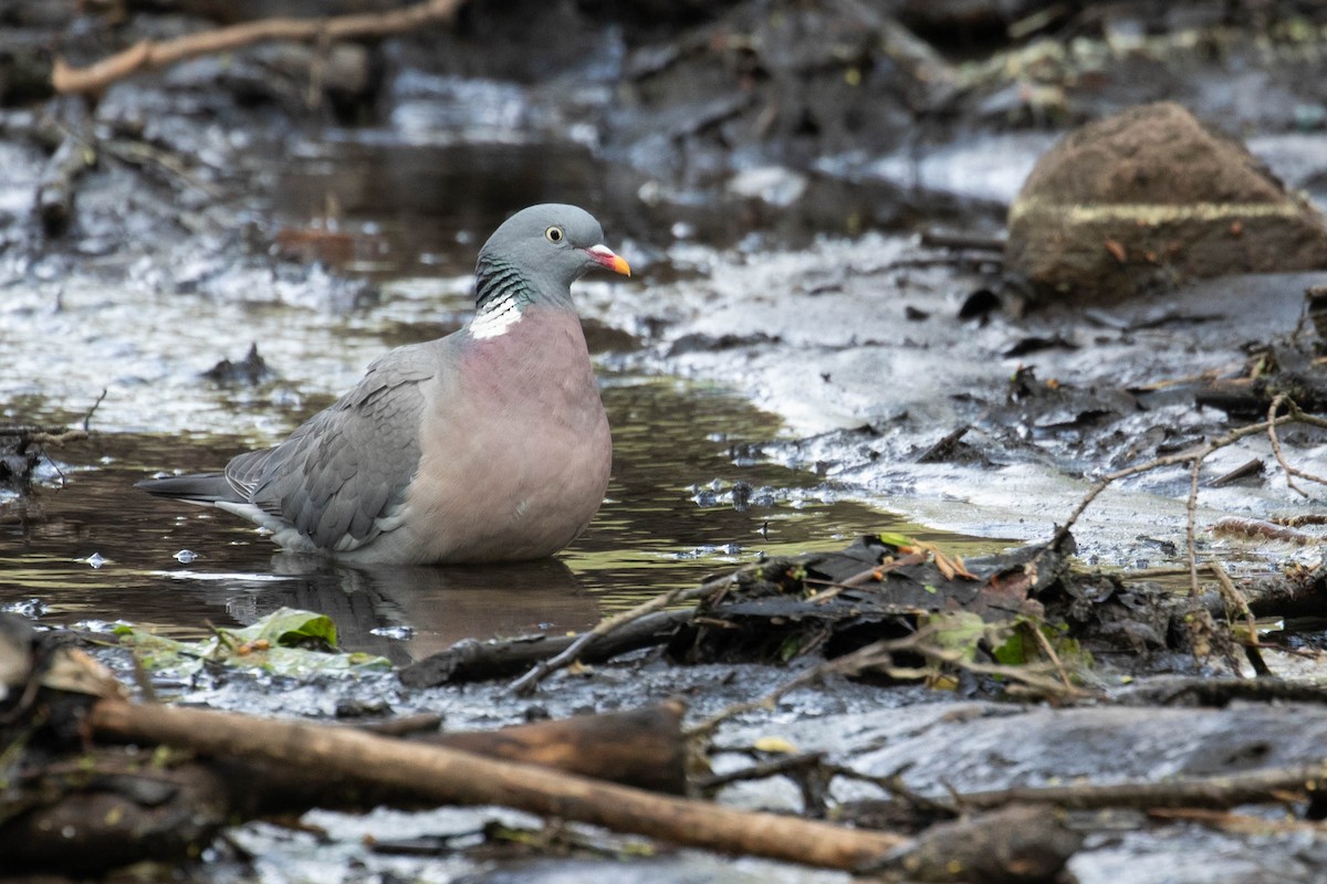 Common Wood-Pigeon - Leo Damrow