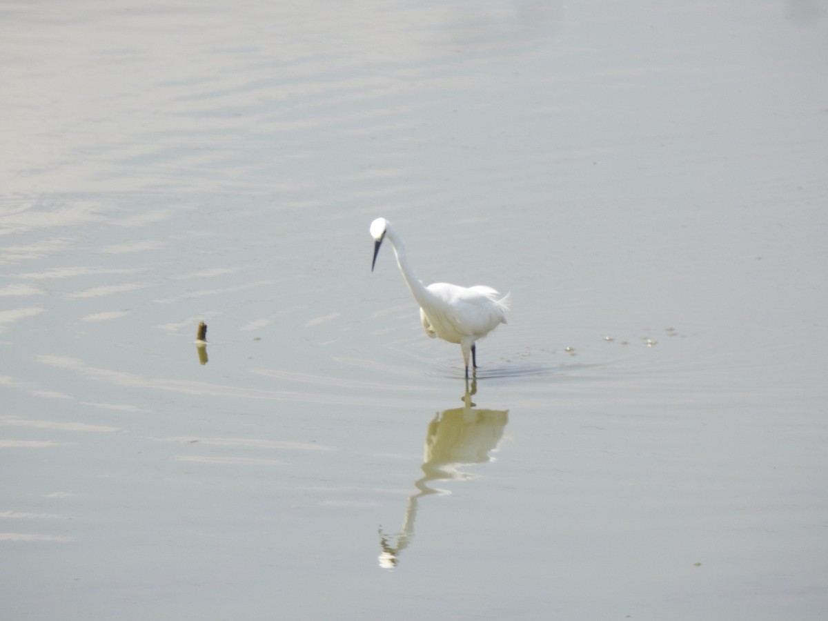 Little Egret - Angeline Mano M