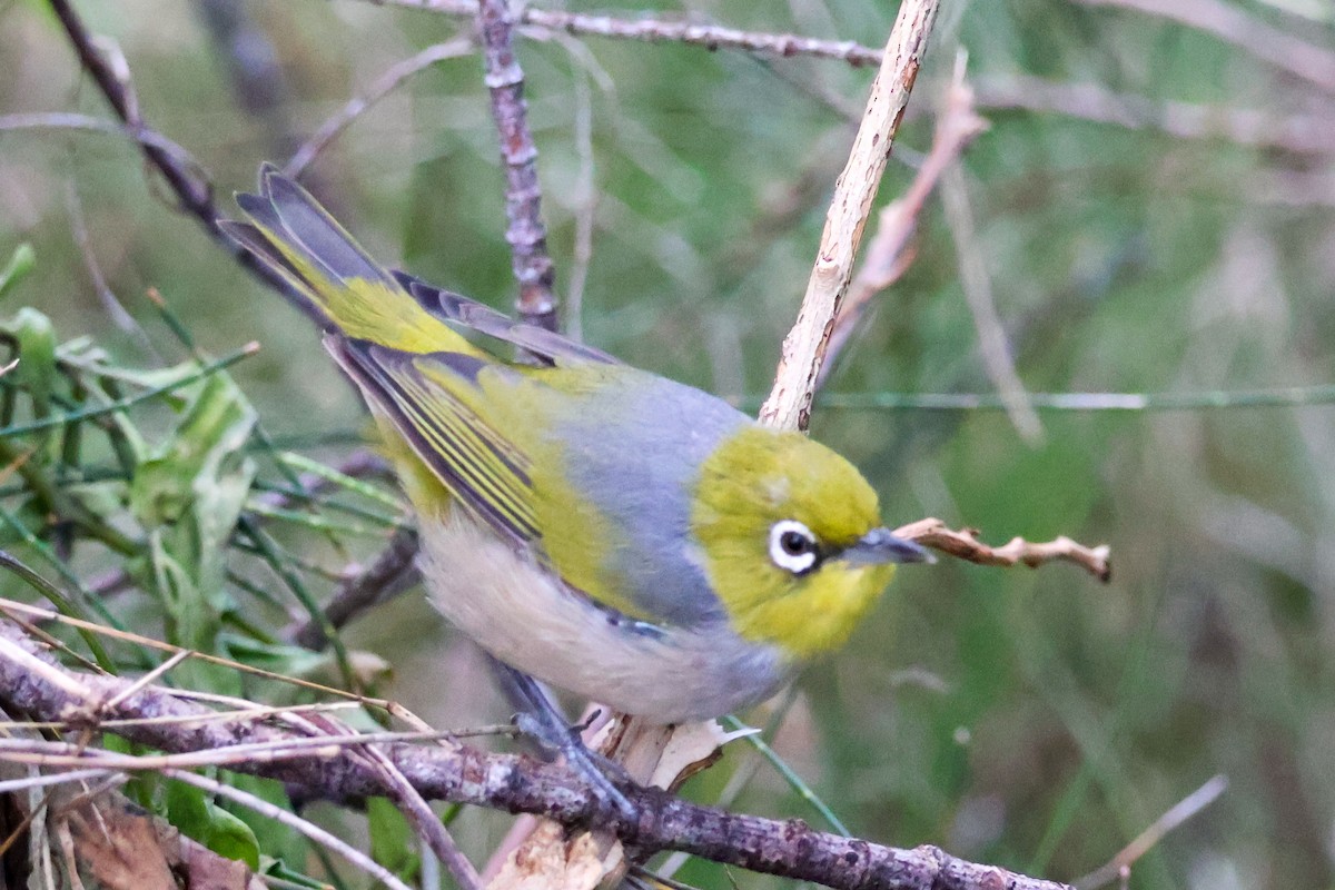 Silvereye - ML618544094